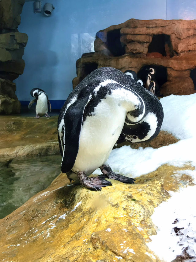 探索海底世界的美麗Xpark水族館