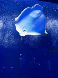 探索海底世界的美麗Xpark水族館