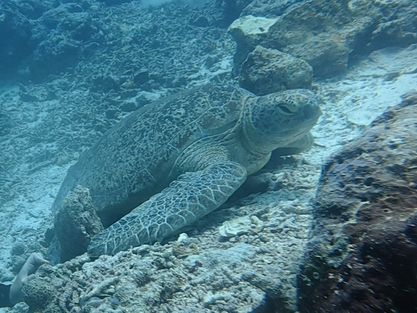 🌊🐠 Dive into Paradise: My Unforgettable Experience at Pom Pom Island, Semporna! 🐠🌊