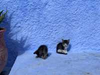 【シャウエン（Chefchaouen）は“猫の国”｜青い迷路でのんびり佇む癒しの相棒たち】