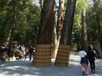 ⛩️ Sacred Stillness in Ise – A Soulful Walk Through Kotai Jingu