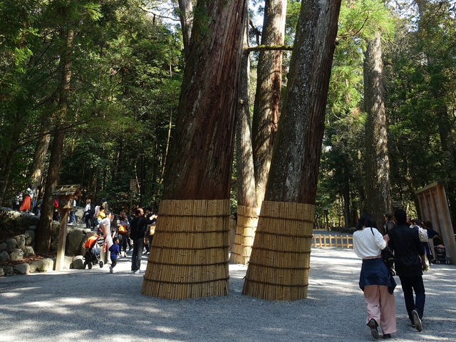 ⛩️ Sacred Stillness in Ise – A Soulful Walk Through Kotai Jingu