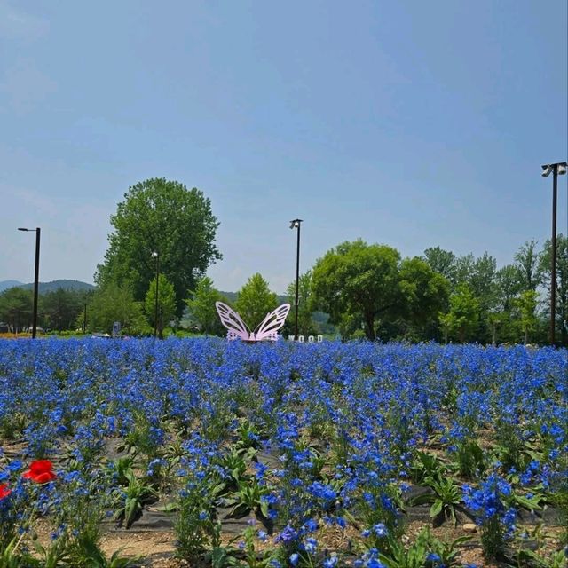 Jarasum Blossoms