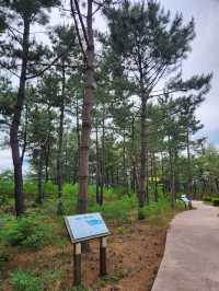 🚴‍♂️강원도 고성여행, 자연 속 자전거 한 바퀴 "송지호 둘레길 자전거대여소"🚴‍♀️