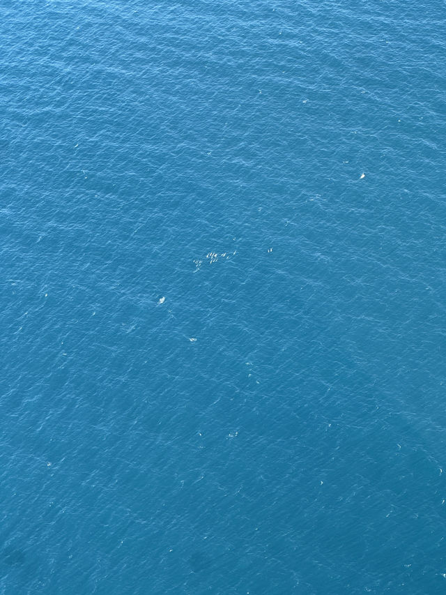 Hamilton heli experience 