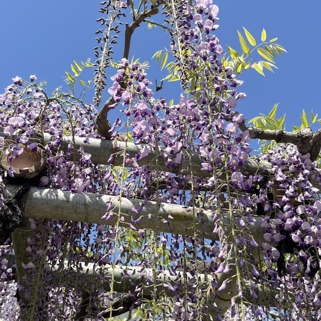 🌸🇯🇵 Uji Wisteria – A Purple Curtain Over Kyoto’s Phoenix Hall