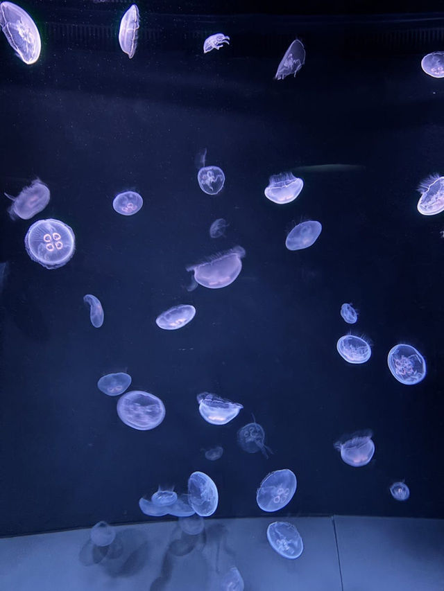 [이케부쿠로 선샤인 수족관] 여름 더위 피해서 피서 아쿠아리움🐠
