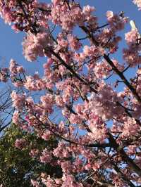 【千葉　習志野　谷津干潟公園と谷津バラ園】 