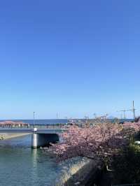 日本河津櫻花季