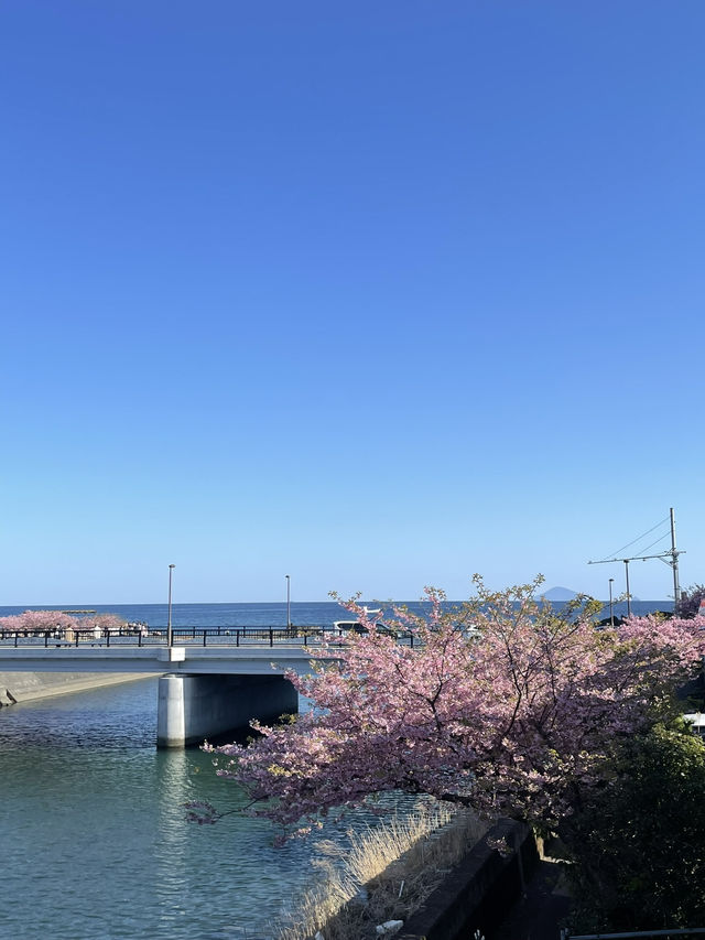 日本河津櫻花季