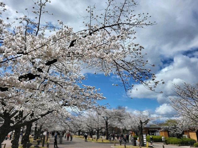 大阪市郊的親子友善景點/萬博紀念公園