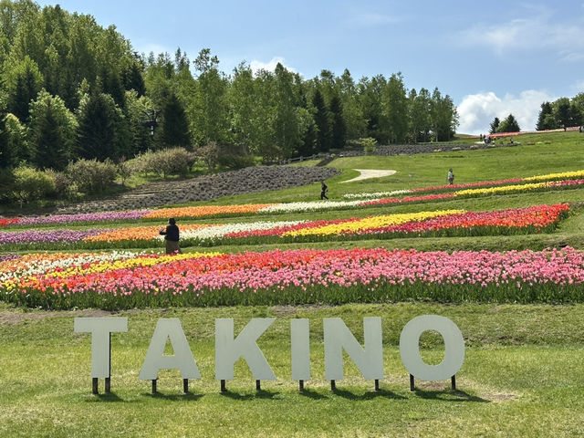 北海道賞花季節💐滿開的鬱金香花田🌷