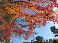 京都紅葉名勝：東福寺