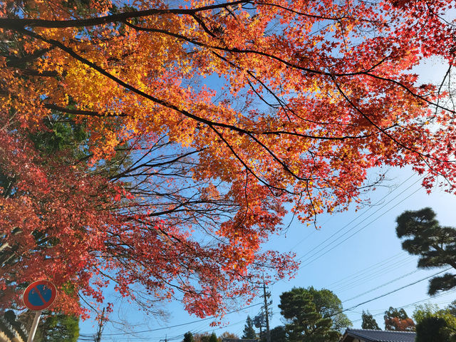 京都紅葉名勝：東福寺
