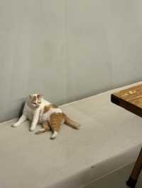 Cake, Cats & Chill Vibes: A Hidden Gem in Raja Uda
