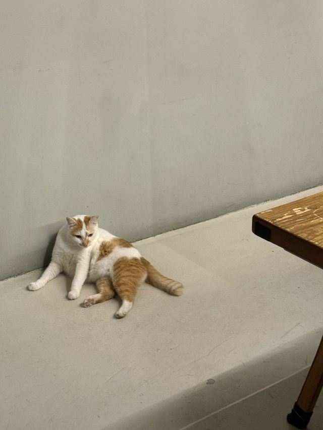 Cake, Cats & Chill Vibes: A Hidden Gem in Raja Uda