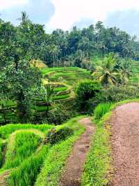 Greens That Breathe: A Morning at Tegallalang