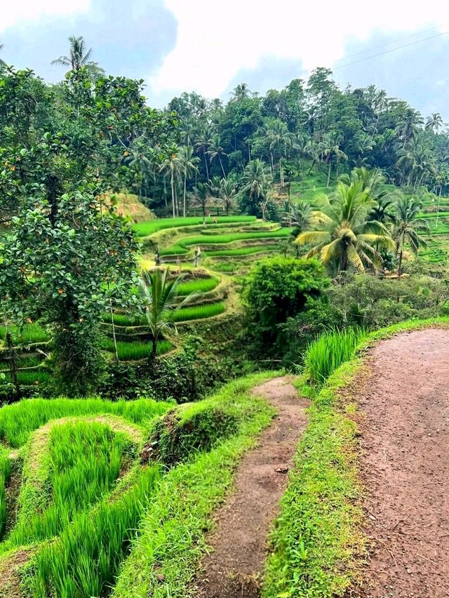 Greens That Breathe: A Morning at Tegallalang