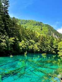 🌿✨ Discover the Enchanting Beauty of Jiuzhaigou Valley ✨🌿