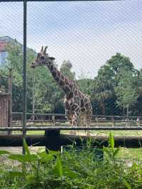 Chengdu Zoo 🐘 