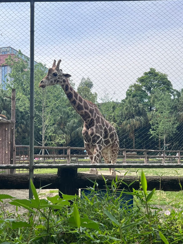 Chengdu Zoo 🐘 