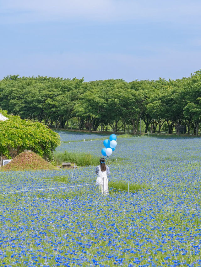 (실시간) 파란 물결 시작된 아그로랜드🌿💙