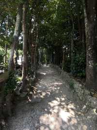ปั่นจักรยาน หมู่บ้าน Bise-Fukugi (Okinawa) 🌲🚲🐈