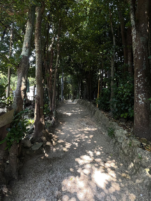 ปั่นจักรยาน หมู่บ้าน Bise-Fukugi (Okinawa) 🌲🚲🐈