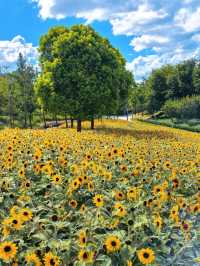 Hidden Sunflower Paradise in Shanghai | Cartoon-Style Bloom at Taopu Central Greenbelt 🌻📸