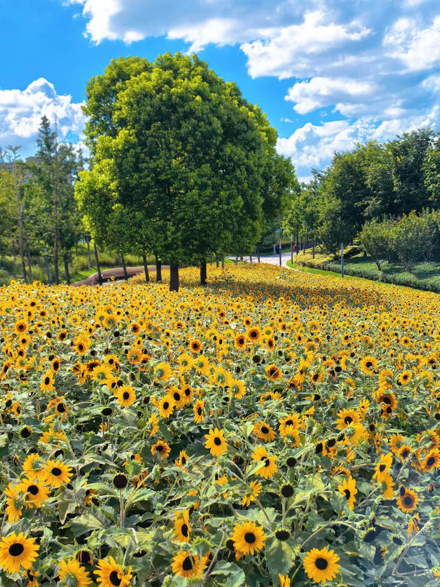 Hidden Sunflower Paradise in Shanghai | Cartoon-Style Bloom at Taopu Central Greenbelt 🌻📸