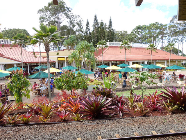 🍍하와이 돌 플랜테이션(Dole Plantation) – 세 번 가서 한 번 본 귀한 파인애플🌿