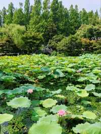 Quyuan Fenghe– Hangzhou’s Legendary Lotus Paradise