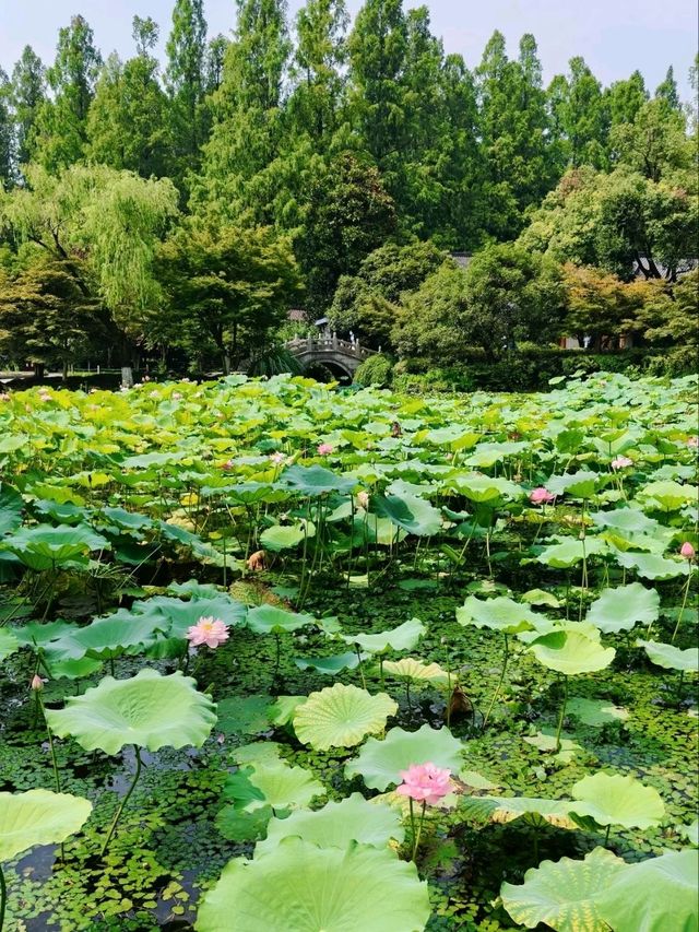 Quyuan Fenghe– Hangzhou’s Legendary Lotus Paradise