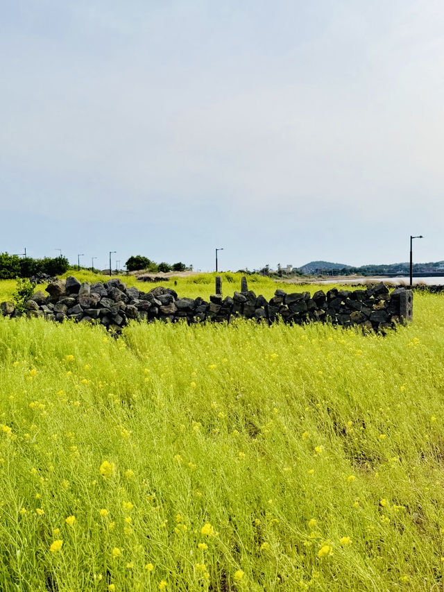 A Golden Tapestry Under Jeju's Sky