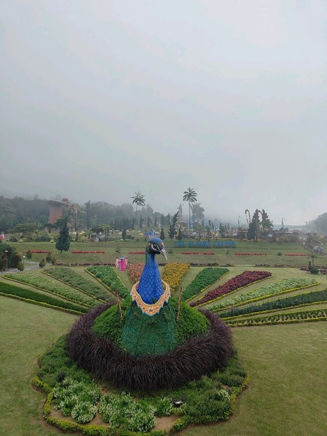 🦚 The Blooming Majesty: Bali’s Giant Peacock in Full Flower