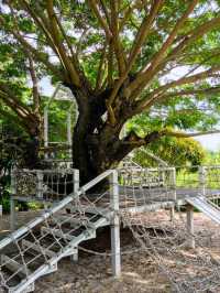 ☕ : Nitan Cafe & Garden คาเฟ่ปทุมธานี