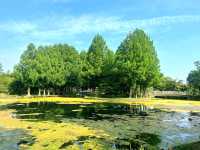 A Stroll Through Maruyama Park – Kyoto’s Peaceful Garden