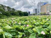 A peaceful historical site built on the ruins of Kubota Castle