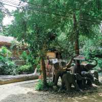 ป้อนอาหารช้าง ปางช้างไทรโยค จังหวัดกาญจนบุรี 🐘