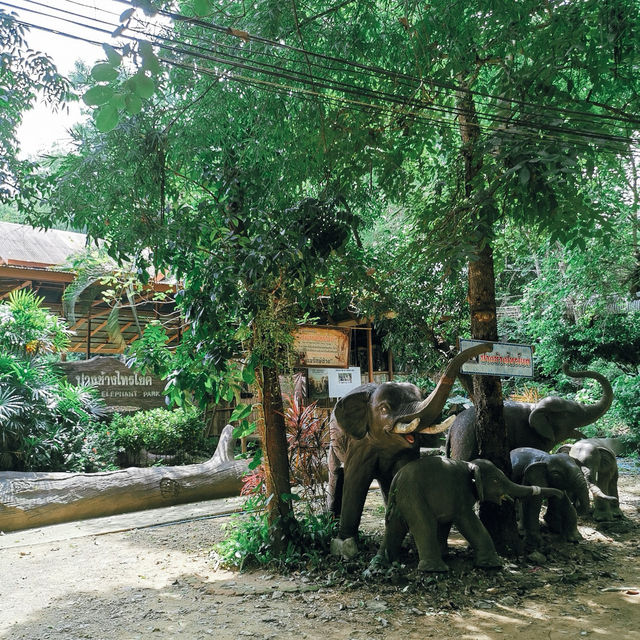 ป้อนอาหารช้าง ปางช้างไทรโยค จังหวัดกาญจนบุรี 🐘