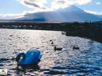 Swan Lake ที่ Lake Yamanakako