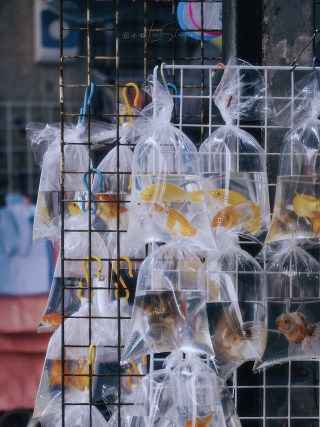 🍜🛍️ Mong Kok Madness — Where Hong Kong Truly Comes Alive! 🌆🔥