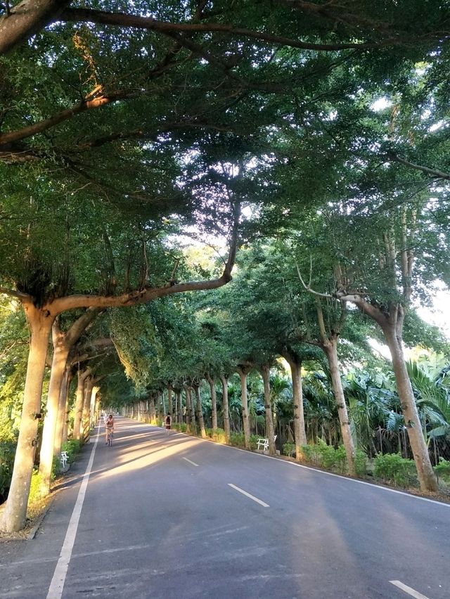走進南台灣的綠色秘境#潮州泗林綠色隧道-屏東縣潮州鎮 走進南台灣的綠色秘境#潮州泗林綠色隧道-屏東縣潮州鎮