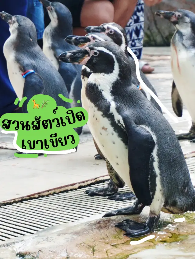 🦒🌿 สวนสัตว์เปิดเขาเขียว-วันชิลๆ กับสัตว์น่ารัก