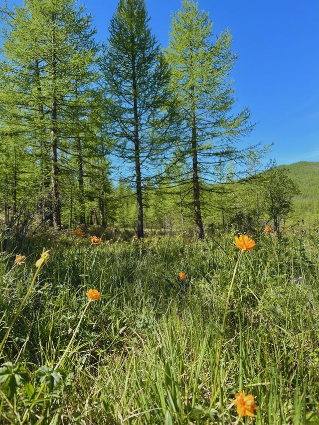 Reindeer Herders’ Village – Taiga, Mongolia