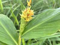 หมอกสวยๆ ที่ป่าหินงาม