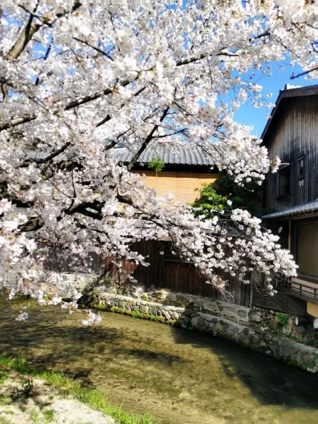 京都賞櫻一泊二日