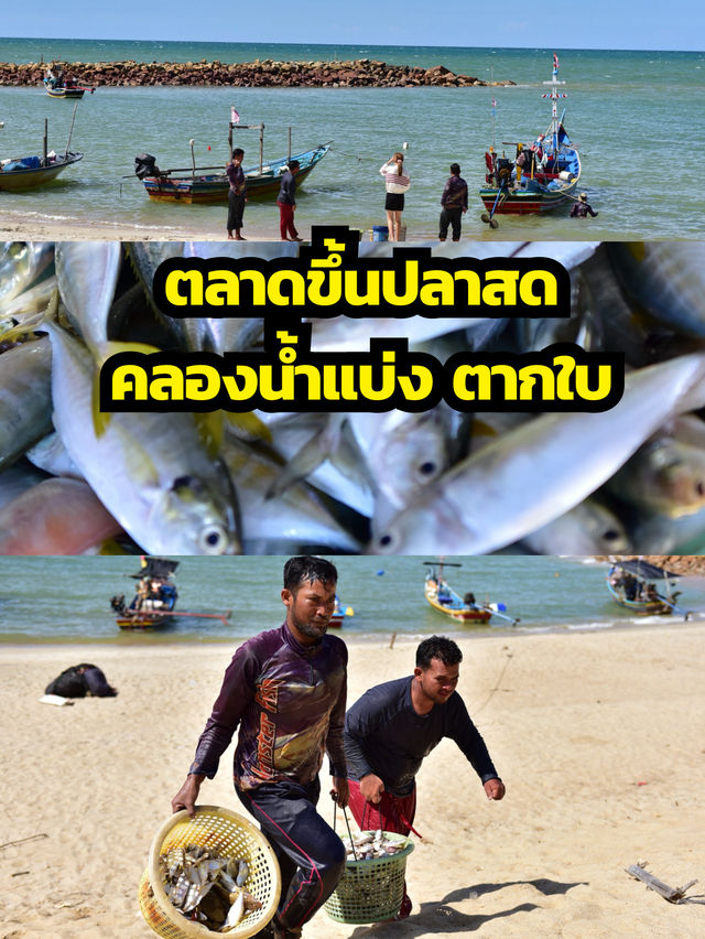 สดกว่านี้ไม่มีอึกแล้ว ตลาดปลาทะเล ตากใบ สดกว่านี้ไม่มีอึกแล้ว ตลาดปลาทะเล ตากใบ