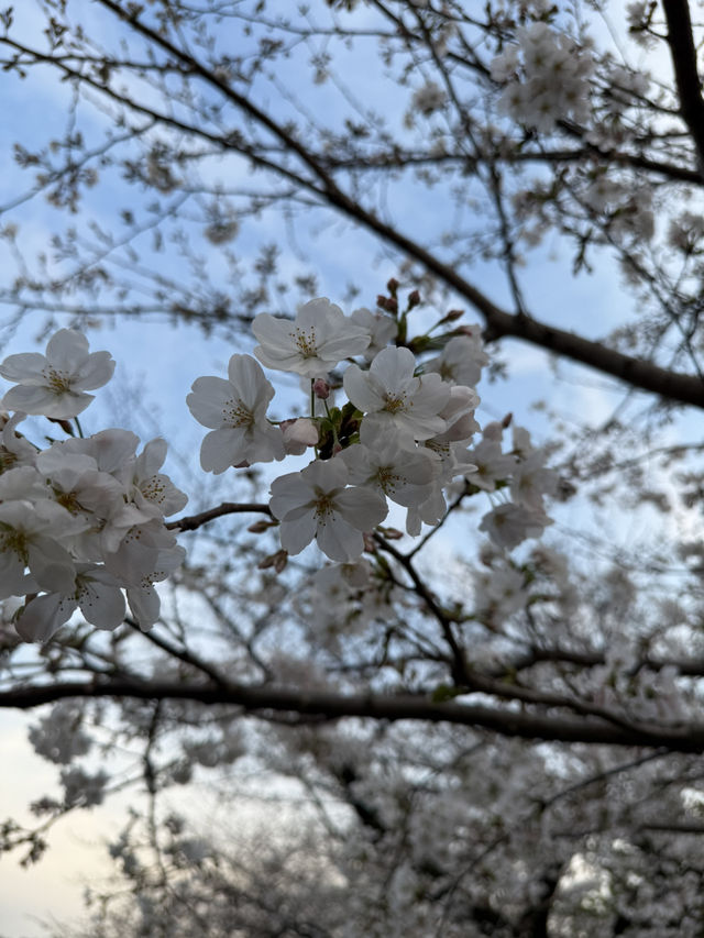 2025.03.28 櫻花季東京獨旅五天四夜行程 p6 第四天行程大公開(5.17:30千鳥淵（千鳥ヶ淵）)