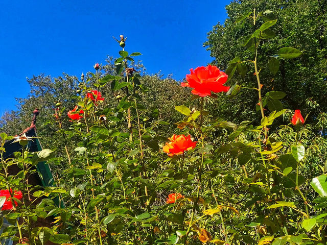 🌳 Relax in Princes Street Gardens 🌺  🌳 Relax in Princes Street Gardens 🌺